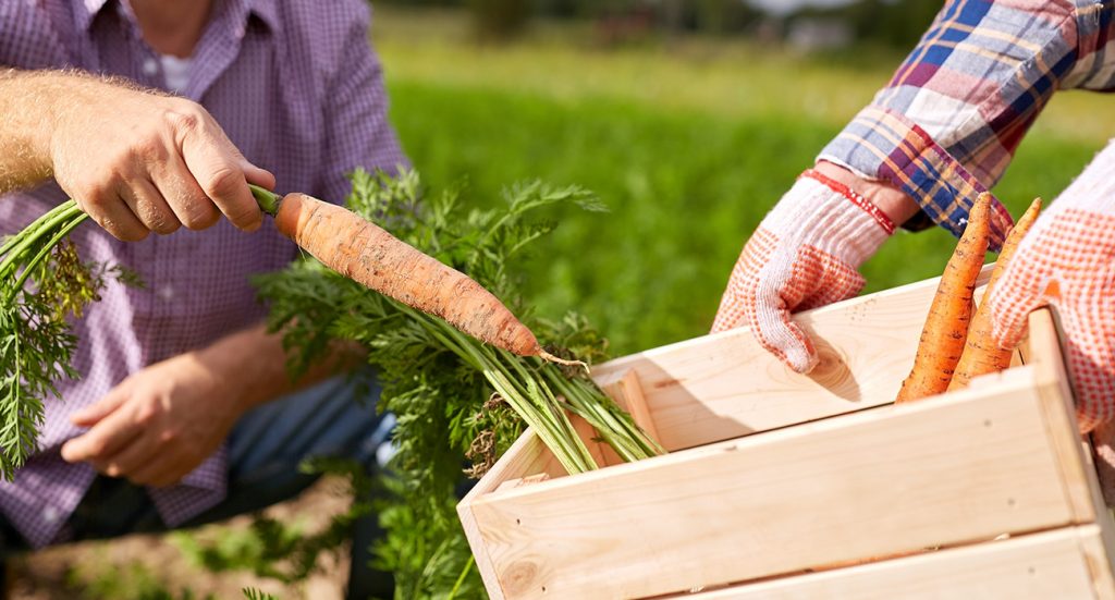 Alimentos orgánicos vrs alimentos convencionales