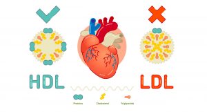 El significado del colesterol LDL y HDL