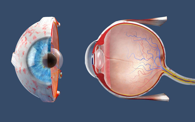 ¿Qué es la retina?